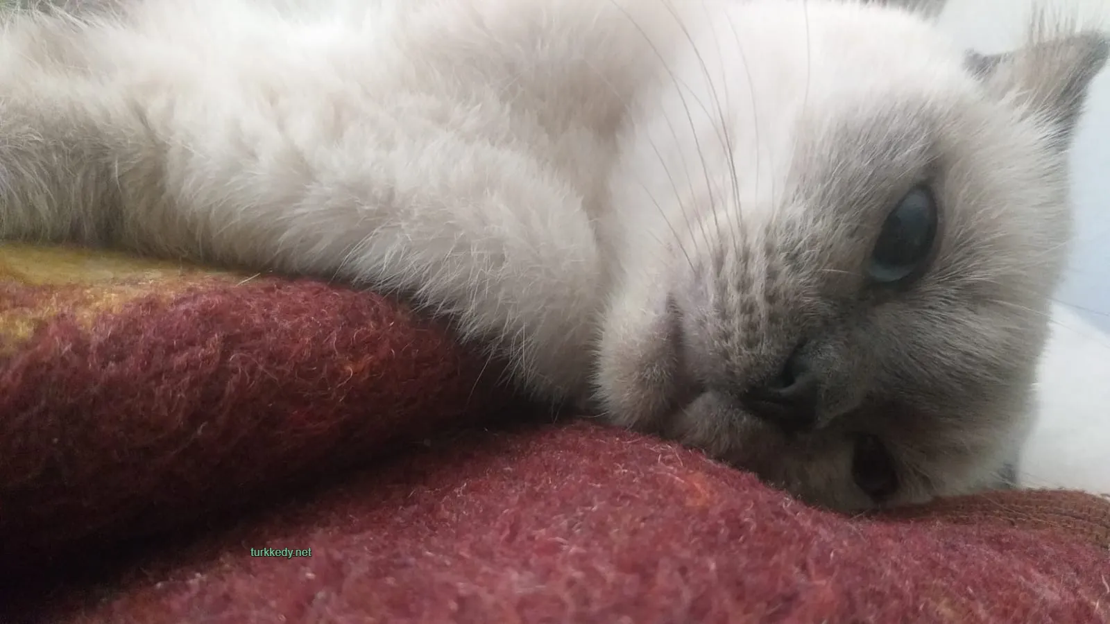 Kedi #3992